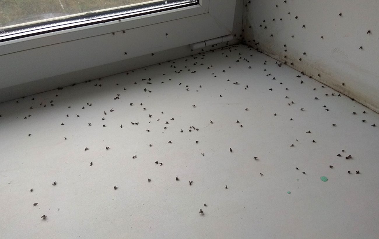Kako ubiti majhne mušice v kuhinji naenkrat: poskusile bodo in umrle